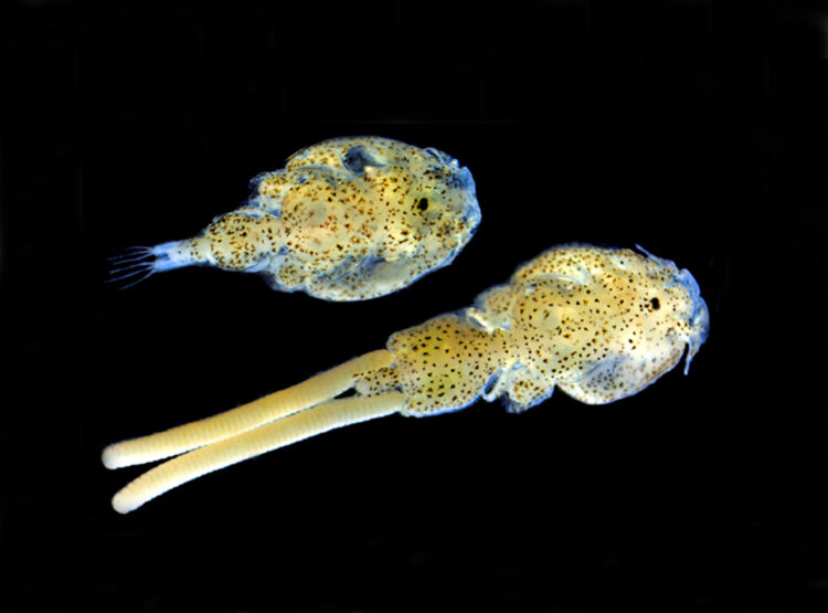 Piojo de mar Caligus rogercresseyi, parásito que afecta a la salmonicultura chilena