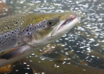 Salmones atlánticos juveniles en instalaciones de cultivo acuícola
