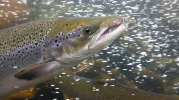 Salmones atlánticos juveniles en instalaciones de cultivo acuícola