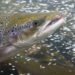Salmones atlánticos juveniles en instalaciones de cultivo acuícola